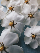 Load image into Gallery viewer, Melting Sun. Gardenia Jasminoides Enfleurage by Cultivar. Rare. Civet, fresh butter, sponge cake, indexical bovine notes. September 2023