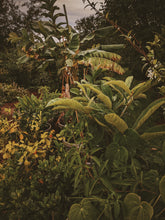 Load image into Gallery viewer, Jungle. enfleurage perfume. humidity makes the vines sweat. July 2023