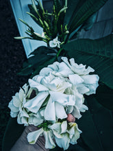 Load image into Gallery viewer, Gothic Queen. Gardenia Jasminoides Enfleurage by Cultivar. Rare. Fresh-wet, creamy-pearlescent, lotion-milk, rainforest, island air. Non-animalic, non-gourmand. August 2022