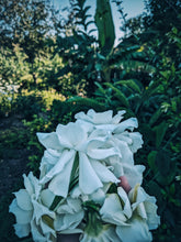 Load image into Gallery viewer, Gothic Queen. Gardenia Jasminoides Enfleurage by Cultivar. Rare. Fresh-wet, creamy-pearlescent, lotion-milk, rainforest, island air. Non-animalic, non-gourmand. August 2022