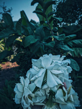 Load image into Gallery viewer, Gothic Queen. Gardenia Jasminoides Enfleurage by Cultivar. Rare. Fresh-wet, creamy-pearlescent, lotion-milk, rainforest, island air. Non-animalic, non-gourmand. August 2022