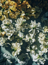 Load image into Gallery viewer, Gothic Queen. Gardenia Jasminoides Enfleurage by Cultivar. Rare. Fresh-wet, creamy-pearlescent, lotion-milk, rainforest, island air. Non-animalic, non-gourmand. August 2022