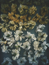 Load image into Gallery viewer, Gothic Queen. Gardenia Jasminoides Enfleurage by Cultivar. Rare. Fresh-wet, creamy-pearlescent, lotion-milk, rainforest, island air. Non-animalic, non-gourmand. August 2022