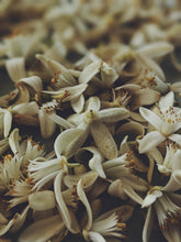 Load image into Gallery viewer, Enfleurage Sample Set: 12 Natural Perfumes. Wild Veil solid fragrances. Gift set. Exquisite floral.