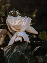 Load image into Gallery viewer, Gothic Queen. Gardenia Jasminoides Enfleurage by Cultivar. Rare. Fresh-wet, creamy-pearlescent, lotion-milk, rainforest, island air. Non-animalic, non-gourmand. August 2022