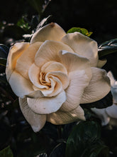 Load image into Gallery viewer, Gothic Queen. Gardenia Jasminoides Enfleurage by Cultivar. Rare. Fresh-wet, creamy-pearlescent, lotion-milk, rainforest, island air. Non-animalic, non-gourmand. August 2022
