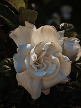 Load image into Gallery viewer, Gothic Queen. Gardenia Jasminoides Enfleurage by Cultivar. Rare. Fresh-wet, creamy-pearlescent, lotion-milk, rainforest, island air. Non-animalic, non-gourmand. August 2022