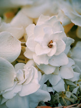Load image into Gallery viewer, Gothic Queen. Gardenia Jasminoides Enfleurage by Cultivar. Rare. Fresh-wet, creamy-pearlescent, lotion-milk, rainforest, island air. Non-animalic, non-gourmand. August 2022