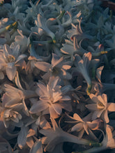 Load image into Gallery viewer, Enfleurage Sample Set: 12 Natural Perfumes. Wild Veil solid fragrances. Gift set. Exquisite floral.