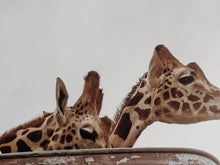 Load image into Gallery viewer, Giraffe. natural perfume. tawny citrus & orange blossom floating on a hot kenyan breeze. helichrysum, cedarmoss, myrrh. December 2022