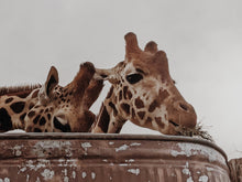 Load image into Gallery viewer, Giraffe. natural perfume. tawny citrus & orange blossom floating on a hot kenyan breeze. helichrysum, cedarmoss, myrrh. December 2022