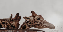 Load image into Gallery viewer, Giraffe. natural perfume. tawny citrus & orange blossom floating on a hot kenyan breeze. helichrysum, cedarmoss, myrrh. December 2022