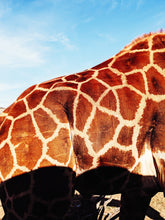 Load image into Gallery viewer, Giraffe. natural perfume. tawny citrus & orange blossom floating on a hot kenyan breeze. helichrysum, cedarmoss, myrrh. December 2022