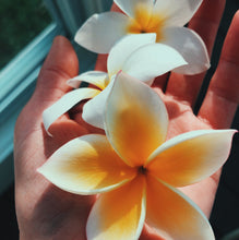 Load image into Gallery viewer, Plumeria Enfleurage.