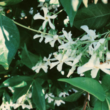 Load image into Gallery viewer, Scorpio ♏︎ enfleurage perfume. star jasmine enfleurage, civet, oak, cognac, clove. October 2023