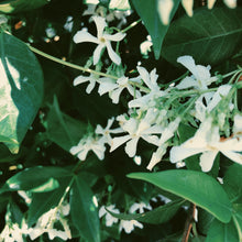 Load image into Gallery viewer, Star Jasmine Enfleurage.