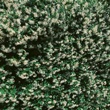 Load image into Gallery viewer, Star Jasmine Enfleurage.