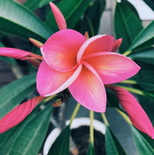 Load image into Gallery viewer, Plumeria Enfleurage.