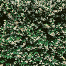 Load image into Gallery viewer, Scorpio ♏︎ enfleurage perfume. star jasmine enfleurage, civet, oak, cognac, clove. October 2023