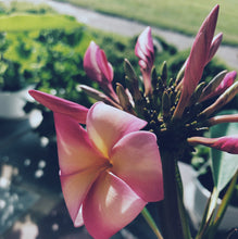 Load image into Gallery viewer, Plumeria Enfleurage.