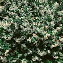 Load image into Gallery viewer, Scorpio ♏︎ enfleurage perfume. star jasmine enfleurage, civet, oak, cognac, clove. October 2023