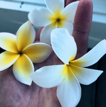 Load image into Gallery viewer, Plumeria Enfleurage.