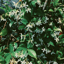 Load image into Gallery viewer, Scorpio ♏︎ enfleurage perfume. star jasmine enfleurage, civet, oak, cognac, clove. October 2023