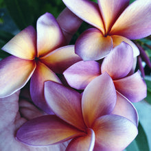 Load image into Gallery viewer, Plumeria Enfleurage.