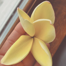 Load image into Gallery viewer, Plumeria Enfleurage.