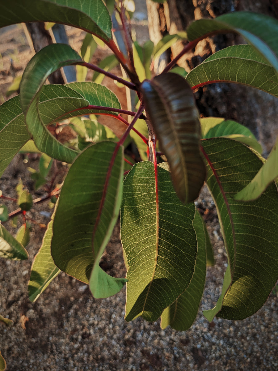 Laurel Sumac Wild Veil