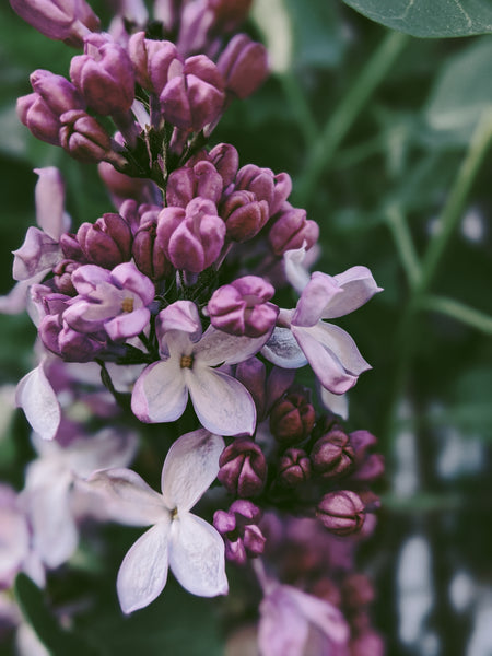 French Lilac