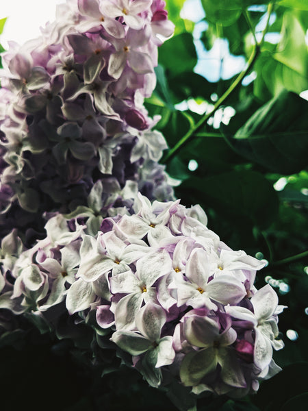 French Lilac 1: Lamb's Head