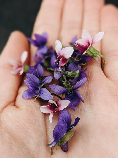 Parma violets - Viola alba