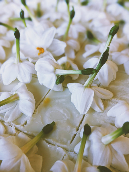 Paperwhite narcissus
