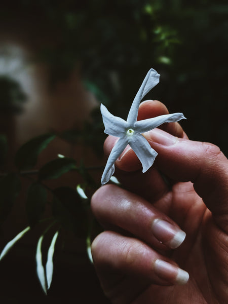 Jasminum polyanthum