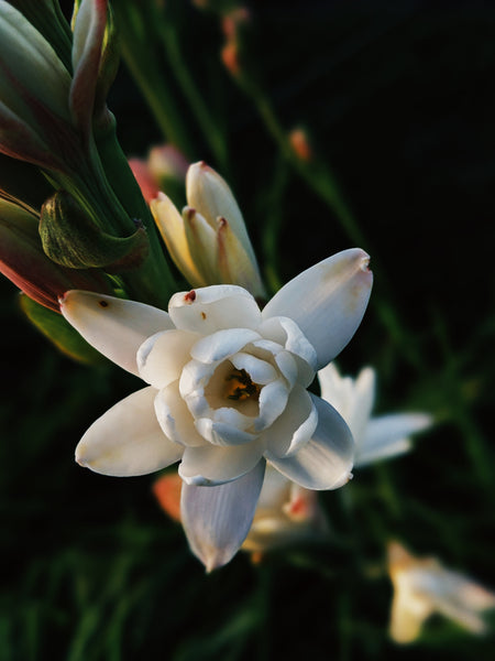 Tuberose "Omixochitl"