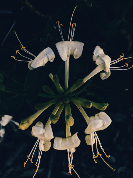 Honeysuckle - sweet invasion