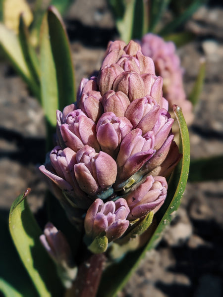 Hyacinth