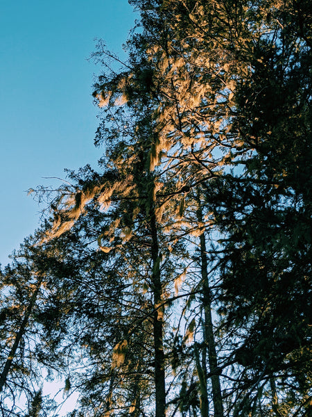 "Oak moss" Usnea, Evernia, Pseudevernia: Perfume Lichens