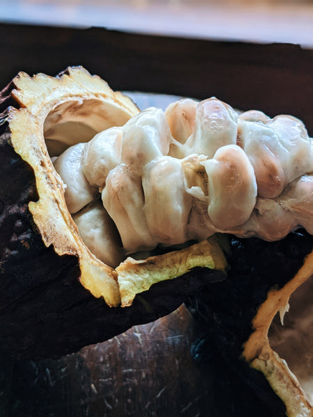 Cacahuatl - Cacao - Theobroma cacao (part 1)