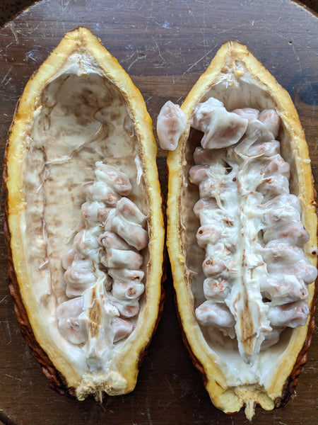 Fresh Cacao Flesh and Seeds: acloon, custaream and coralime