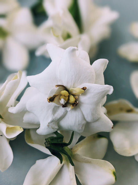 Mixed Signals: the breeding of Gardenia jasminoides