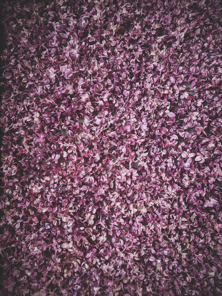 Lilac enfleurage technique: laying blossoms while cleaning the pommade.