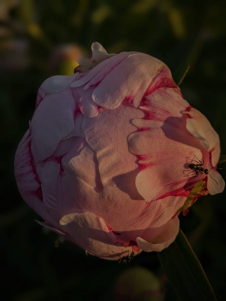 Peony Enfleurage July 2019, Central Vermont