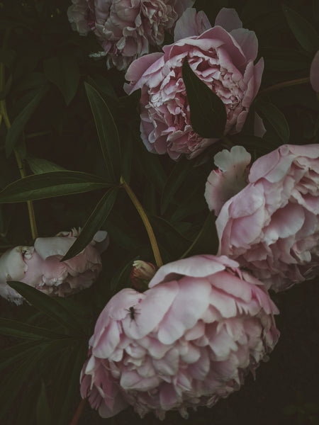 Peony Enfleurage June 2021, Central Vermont