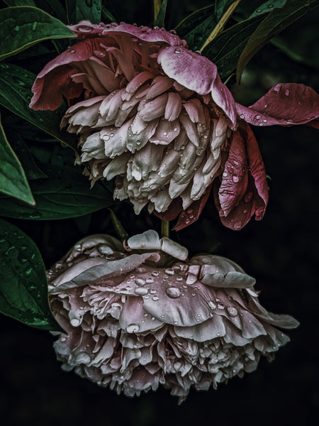 Peony Enfleurage June/July 2018, Central Vermont