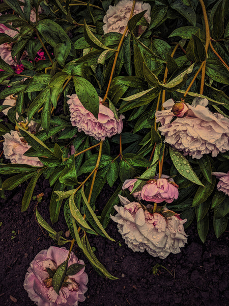 Peony Enfleurage June 2019, Central Vermont