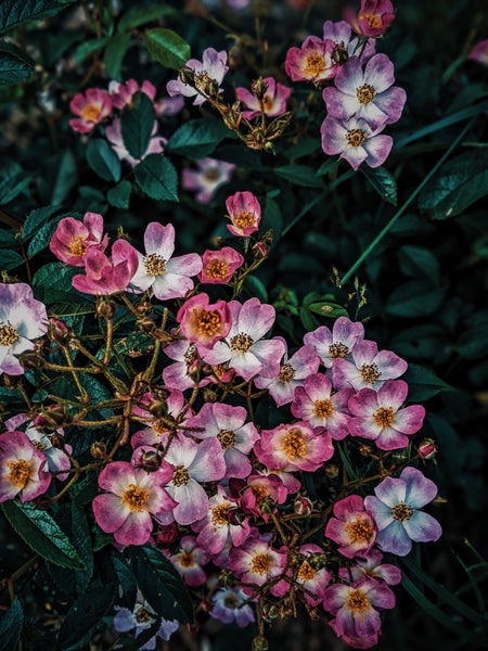 New perfume announcement: Kunja. Himalayan Musk Rose Soliflore. Single note Rosa brunonii perfume with musk rose enfleurage.