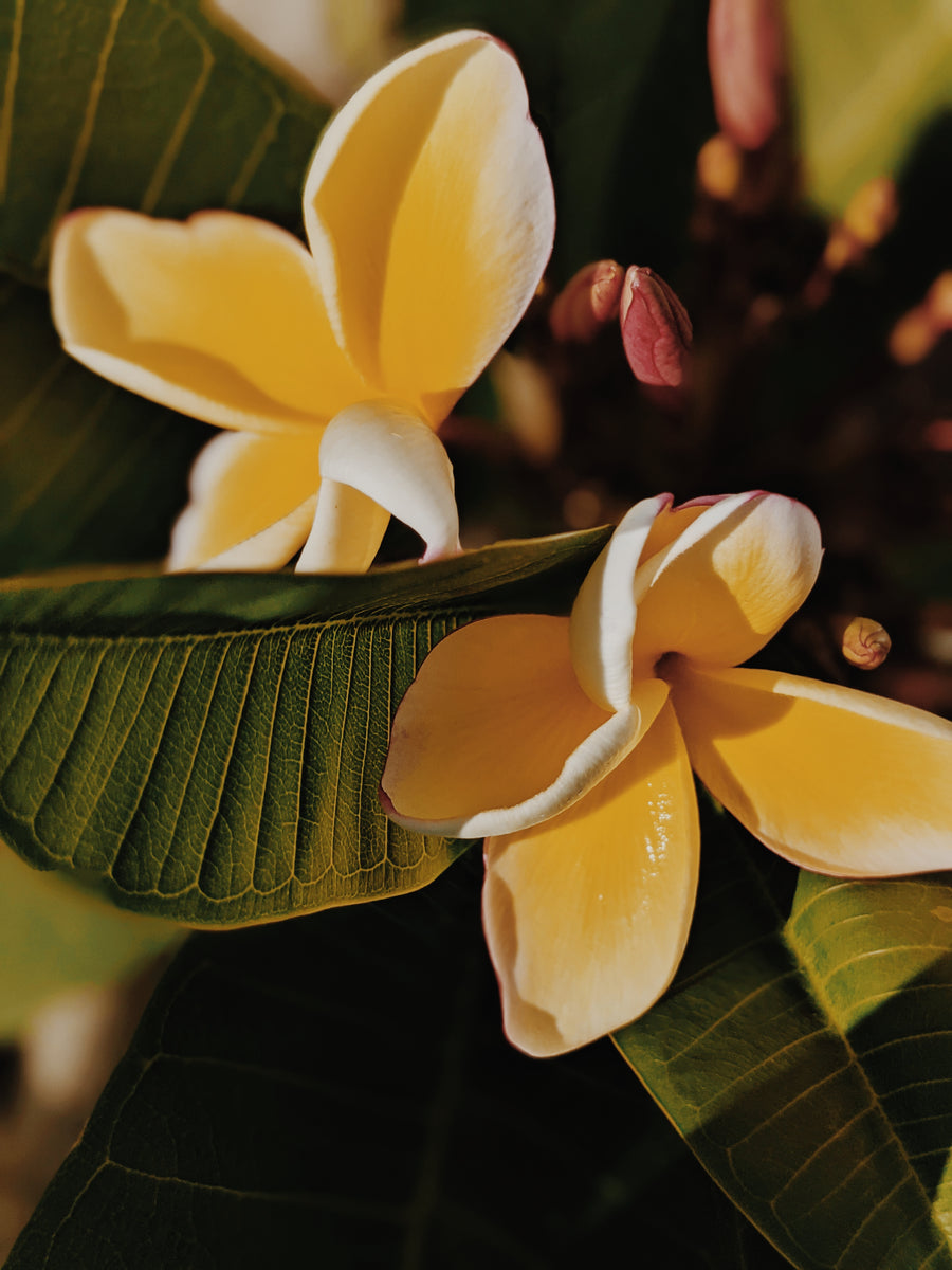 Plumeria - cacaloxóchitl - 