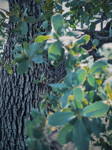 Engelmann Oak, an endangered subtropical wonder